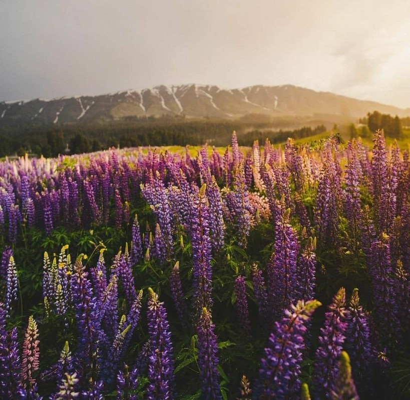 spring in gulmarg