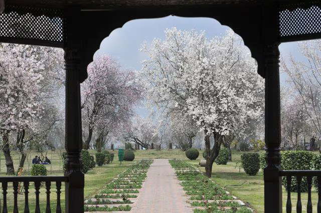 badamwari blossom festival kashmir